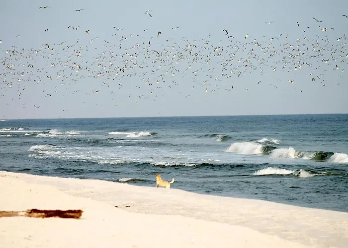 דירה White Pearl 1.13